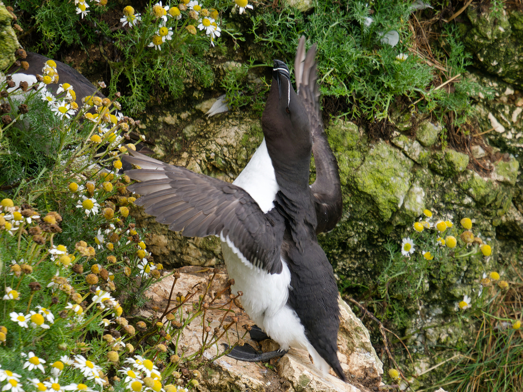 Razorbill